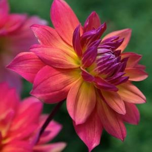 Meet your Posher, Ethna